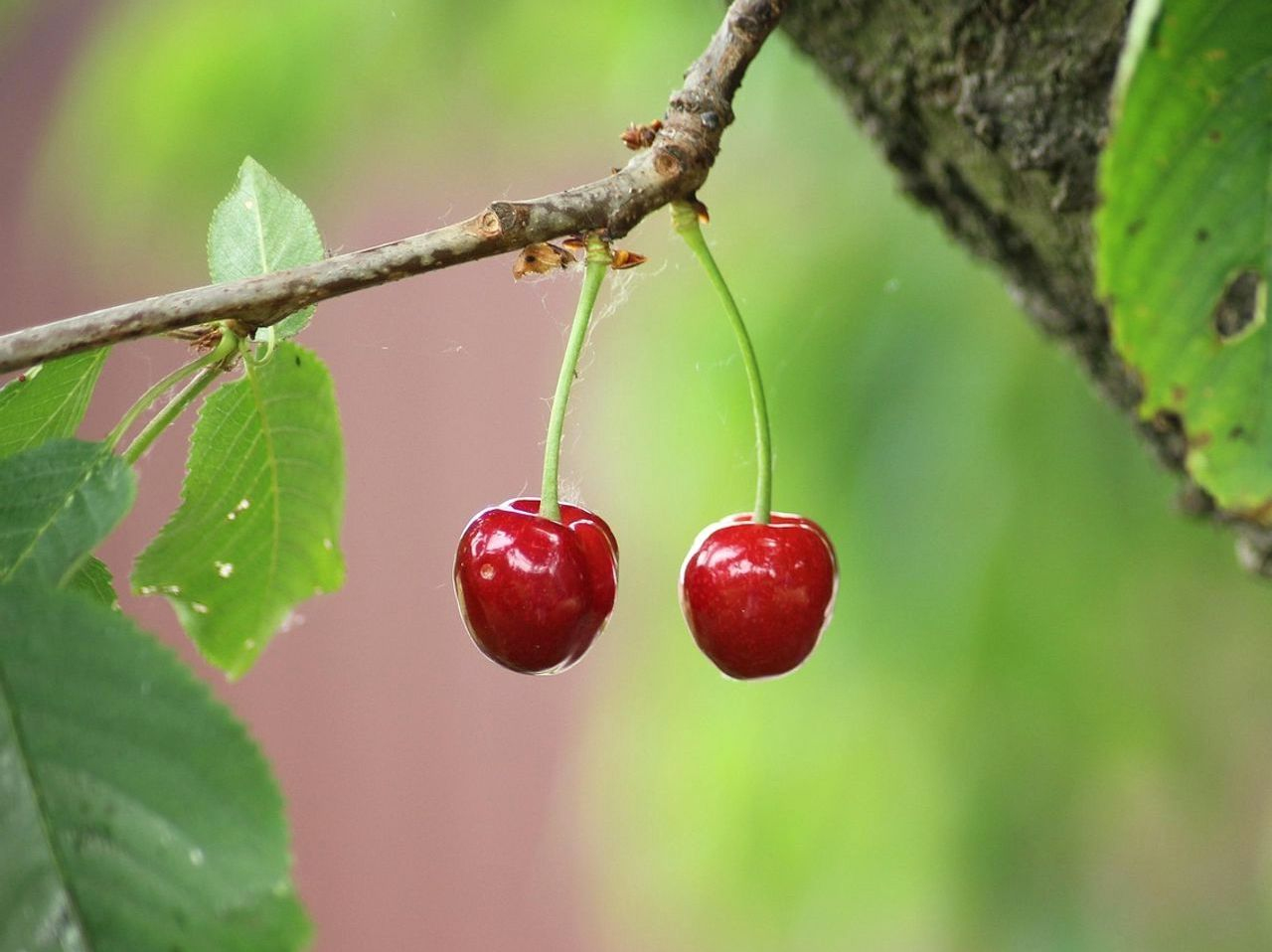 Cherry Delivery Premium